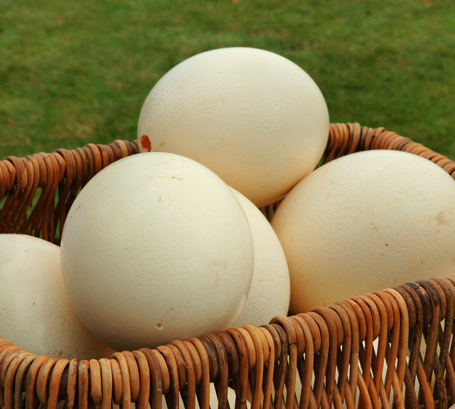 Ostrich eggs