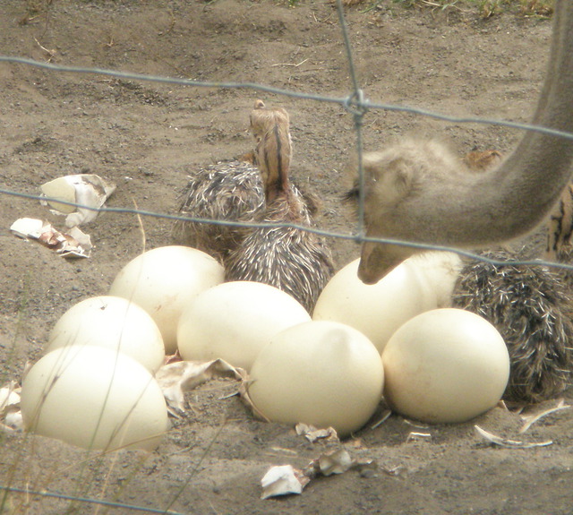 Ostrich chicks with parents