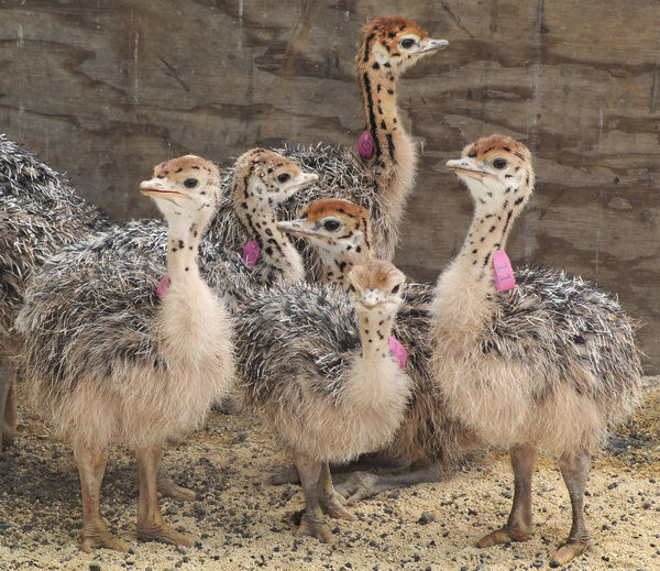 Ostrich chicks